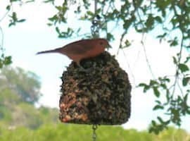 Summer Tanager Birds at Mo-Ranch