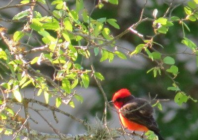 Vermilion Flycatcher